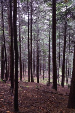 Polonya, Rymanuv Zdruj 'da güzel bir orman.