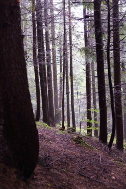 Polonya, Rymanuv Zdruj 'da güzel bir orman.