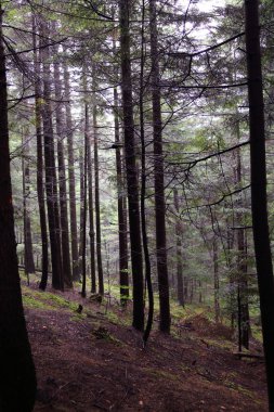 Polonya, Rymanuv Zdruj 'da güzel bir orman.