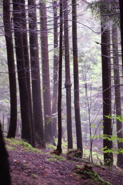 Polonya, Rymanuv Zdruj 'da güzel bir orman.