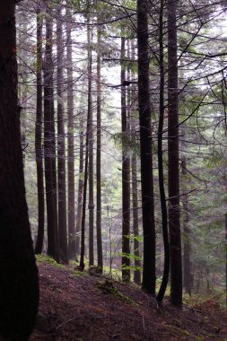 Polonya, Rymanuv Zdruj 'da güzel bir orman.