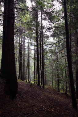 Polonya, Rymanuv Zdruj 'da güzel bir orman.