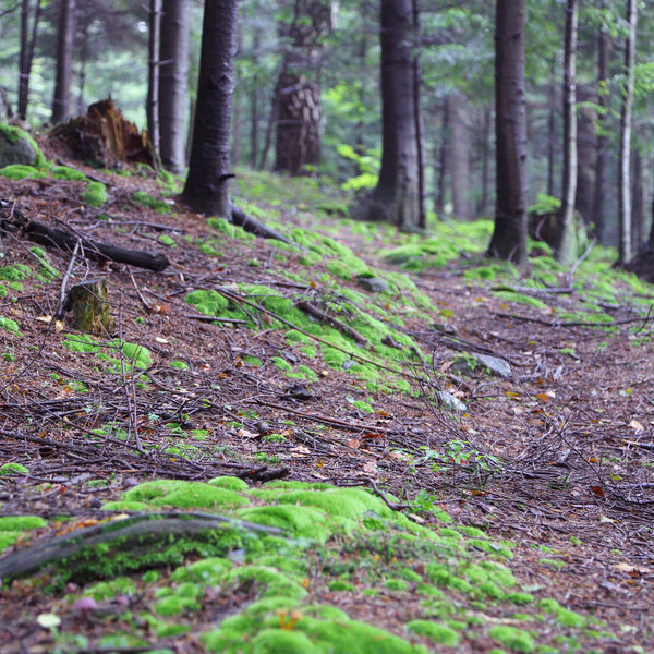Beautiful green moss in the forest in Rymanuv Zdruj, Poland