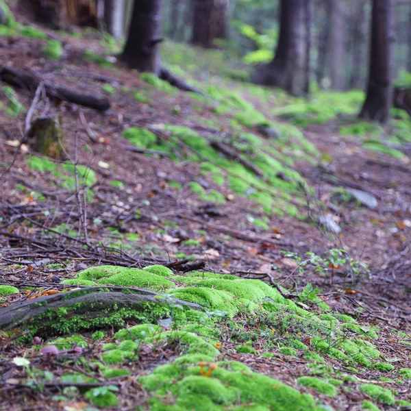 Belle Mousse Verte Dans Forêt Rymanuv Zdruj Pologne — Photo