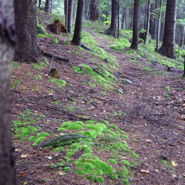 Hermoso Musgo Verde Bosque Rymanuv Zdruj Polonia — Foto de Stock