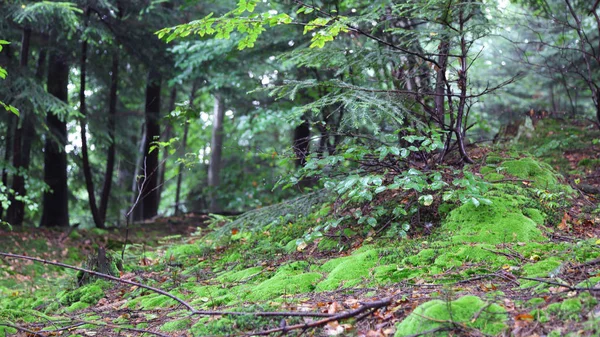 Hermoso Musgo Verde Bosque Rymanuv Zdruj Polonia — Foto de Stock