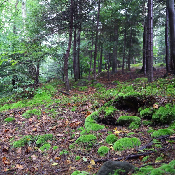 Hermoso Musgo Verde Bosque Rymanuv Zdruj Polonia —  Fotos de Stock