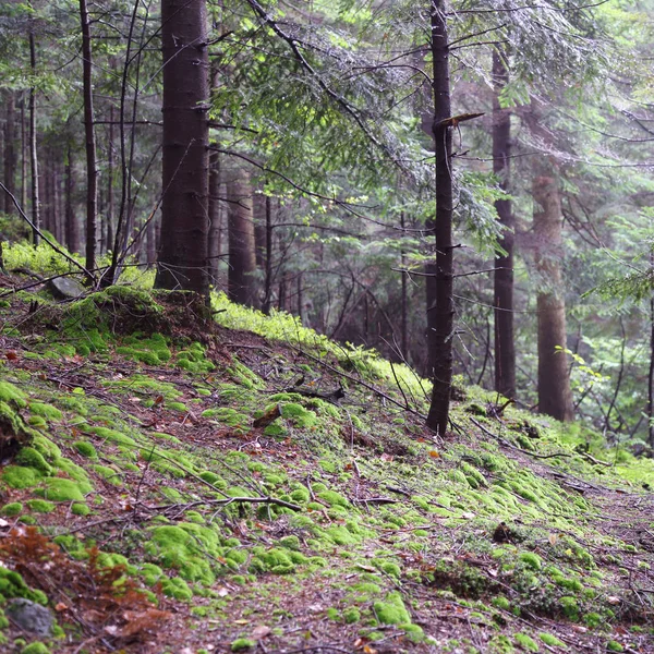 Hermoso Musgo Verde Bosque Rymanuv Zdruj Polonia — Foto de Stock