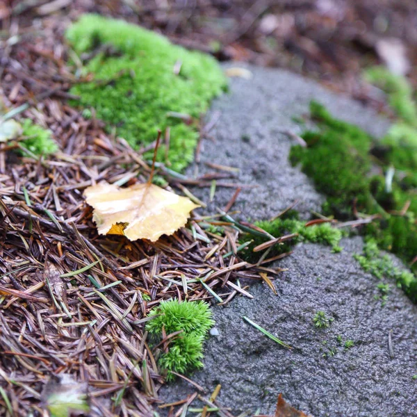 Прекрасний Зелений Мох Лісі Римануві Здруджі Польща — стокове фото