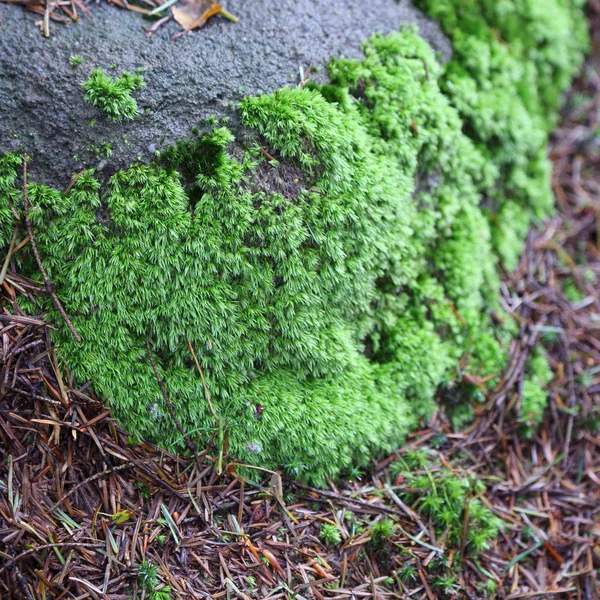 Hermoso Musgo Verde Bosque Rymanuv Zdruj Polonia — Foto de Stock
