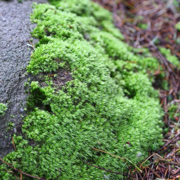 Bellissimo Muschio Verde Nella Foresta Rymanuv Zdruj Polonia — Foto Stock
