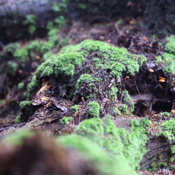 Hermoso Musgo Verde Bosque Rymanuv Zdruj Polonia — Foto de Stock