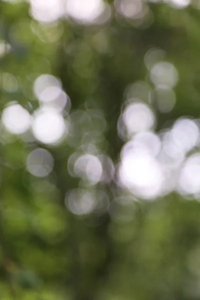 Selecteer Focus Afbeelding Van Berkenboom Bladeren — Stockfoto