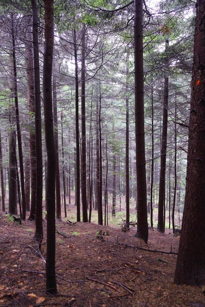 Polonya, Rymanuv Zdruj 'da güzel bir orman.