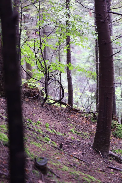 Hermoso Bosque Rymanuv Zdruj Polonia — Foto de Stock