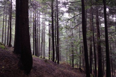 Polonya, Rymanuv Zdruj 'da güzel bir orman.