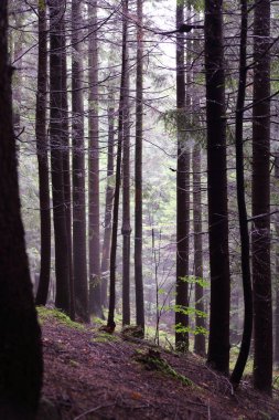 Polonya, Rymanuv Zdruj 'da güzel bir orman.