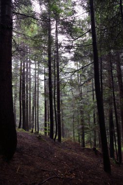 Polonya, Rymanuv Zdruj 'da güzel bir orman.