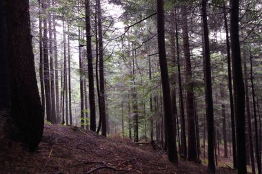 Polonya, Rymanuv Zdruj 'da güzel bir orman.