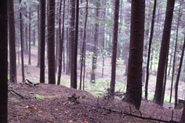 Polonya, Rymanuv Zdruj 'da güzel bir orman.