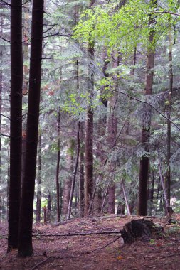 Polonya, Rymanuv Zdruj 'da güzel bir orman.