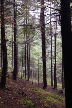 Polonya, Rymanuv Zdruj 'da güzel bir orman.