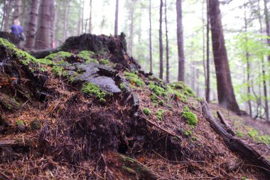 Polonya, Rymanuv Zdruj 'da güzel bir orman.