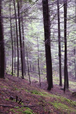 Polonya, Rymanuv Zdruj 'da güzel bir orman.