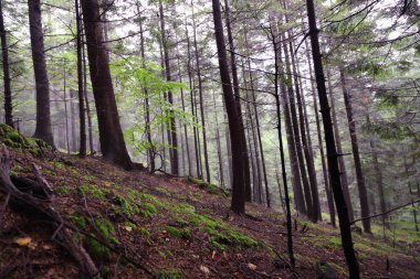Polonya, Rymanuv Zdruj 'da güzel bir orman.