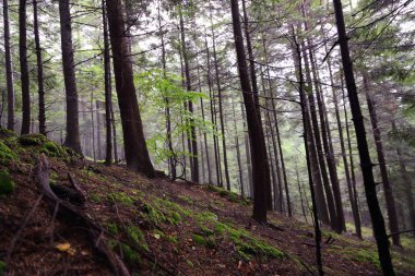 Polonya, Rymanuv Zdruj 'da güzel bir orman.