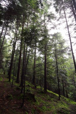 Polonya, Rymanuv Zdruj 'da güzel bir orman.