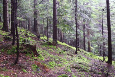 Polonya, Rymanuv Zdruj 'da güzel bir orman.