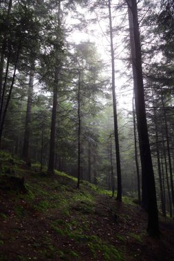 Polonya, Rymanuv Zdruj 'da güzel bir orman.