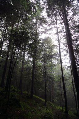 Polonya, Rymanuv Zdruj 'da güzel bir orman.