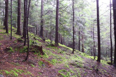 Polonya, Rymanuv Zdruj 'da güzel bir orman.