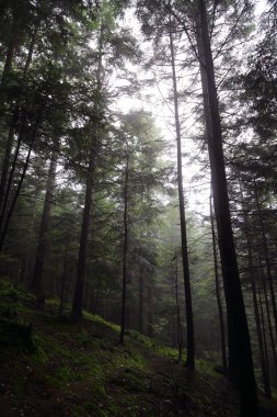 Polonya, Rymanuv Zdruj 'da güzel bir orman.