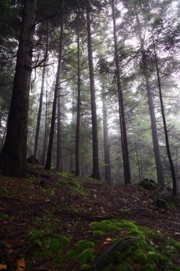 Polonya, Rymanuv Zdruj 'da güzel bir orman.