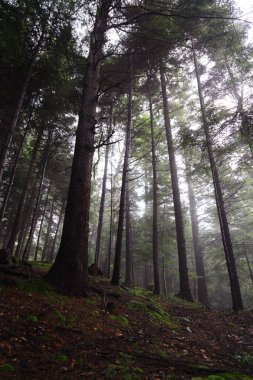 Polonya, Rymanuv Zdruj 'da güzel bir orman.