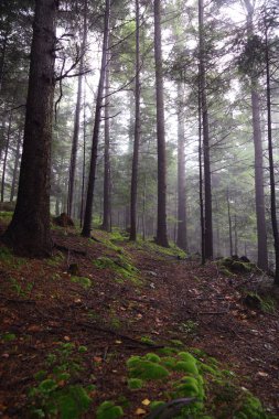 Polonya, Rymanuv Zdruj 'da güzel bir orman.