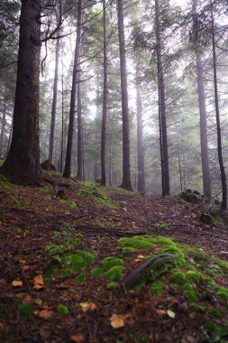 Polonya, Rymanuv Zdruj 'da güzel bir orman.