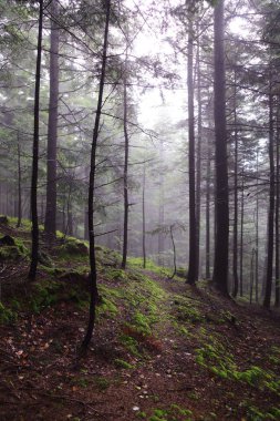 Polonya, Rymanuv Zdruj 'da güzel bir orman.