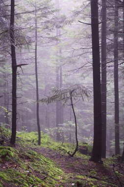 Polonya, Rymanuv Zdruj 'da güzel bir orman.