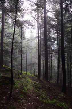 Polonya, Rymanuv Zdruj 'da güzel bir orman.