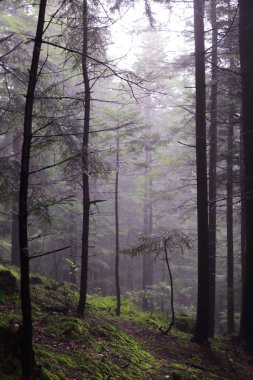 Polonya, Rymanuv Zdruj 'da güzel bir orman.