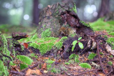 Polonya, Rymanuv Zdruj 'da güzel bir orman.