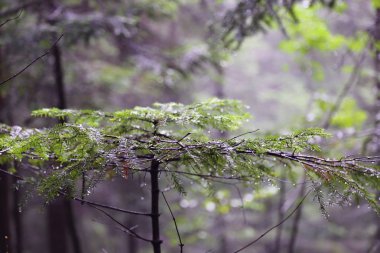 Polonya, Rymanuv Zdruj 'da güzel bir orman.