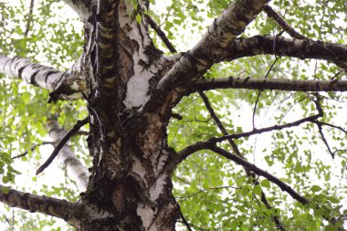 Huş ağacı yapraklarının odak resmini seç.