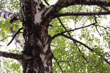Huş ağacı yapraklarının odak resmini seç.