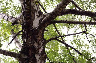 Huş ağacı yapraklarının odak resmini seç.
