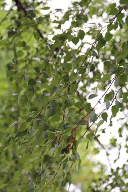Huş ağacı yapraklarının odak resmini seç.